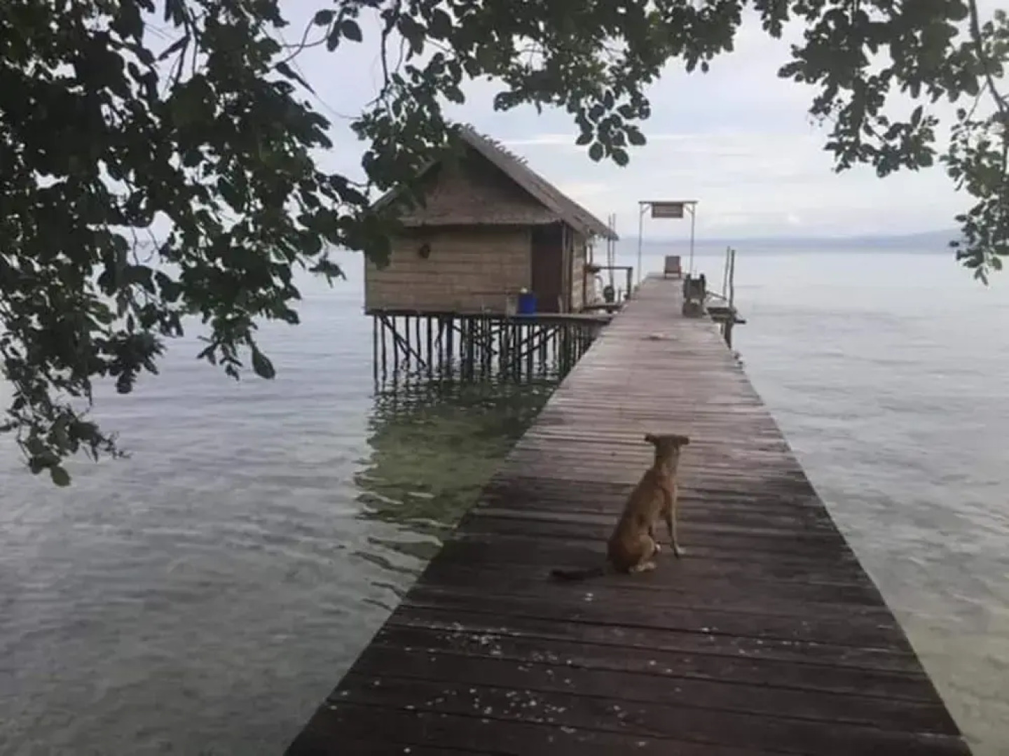 Best Rajaampat Homestay