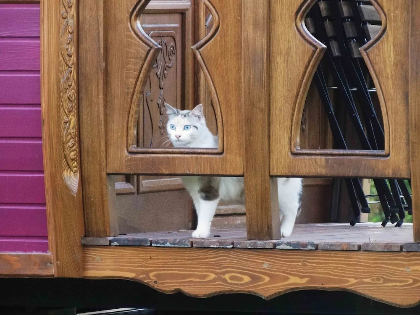 Une roulotte et des chevaux