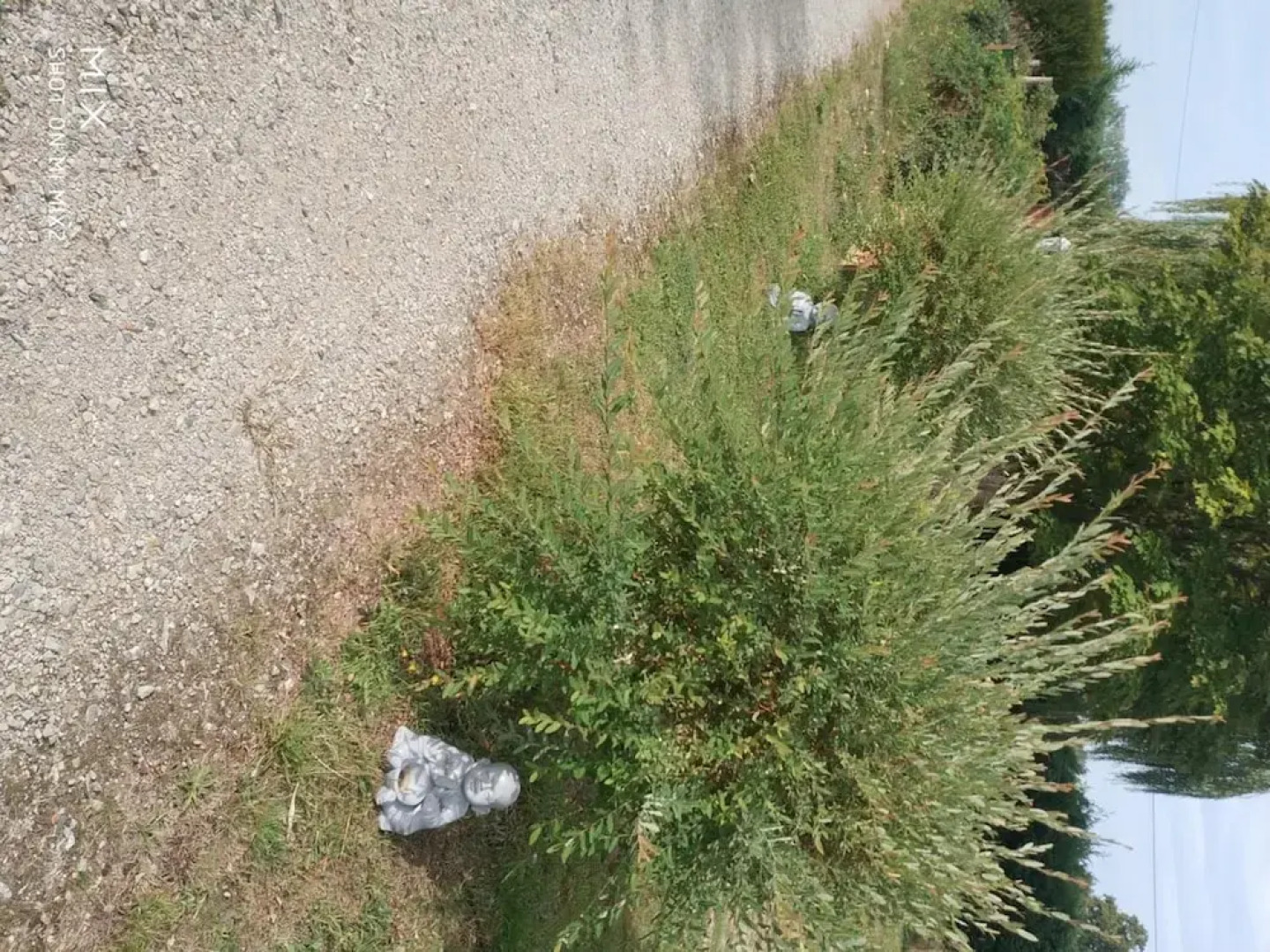 Les nuits safranées