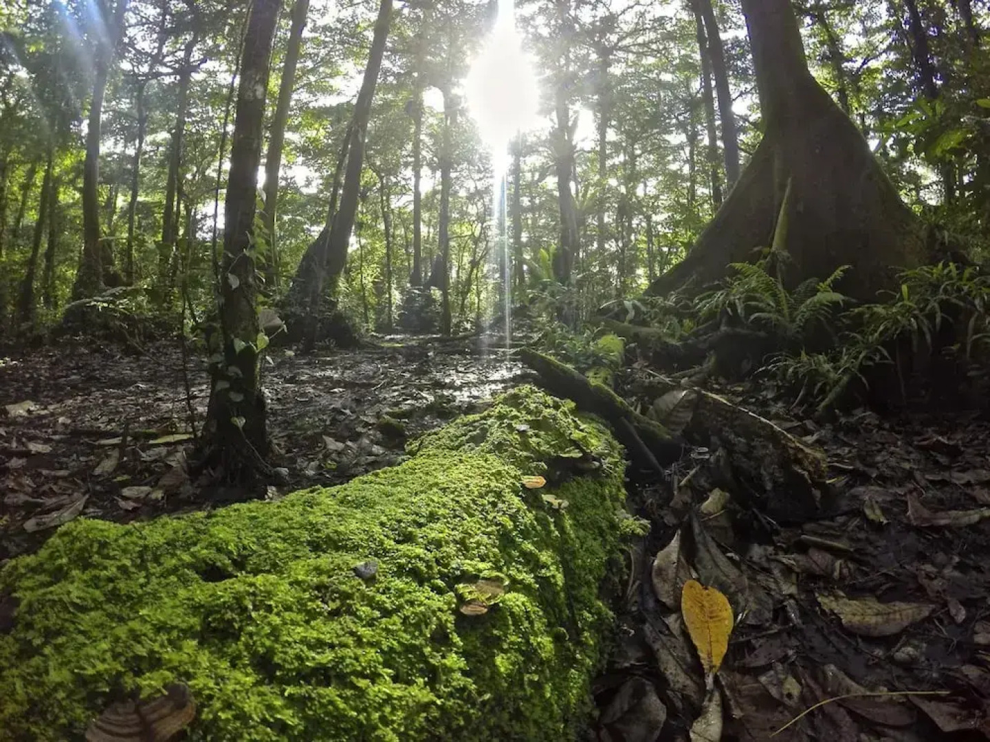 Kosrae Nautilus Resort