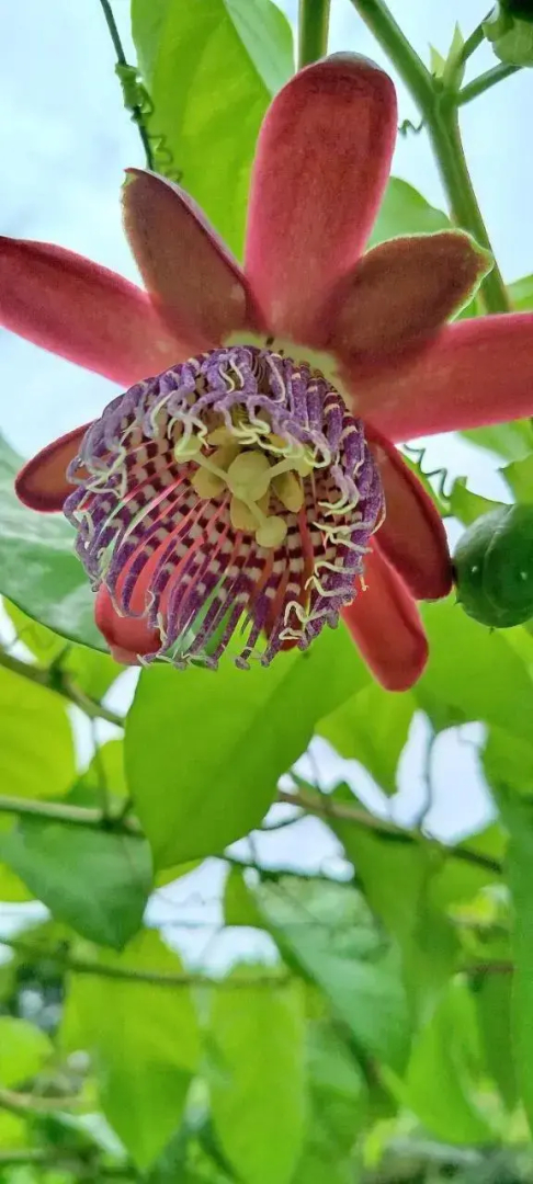 Pouso Jambo Rosa