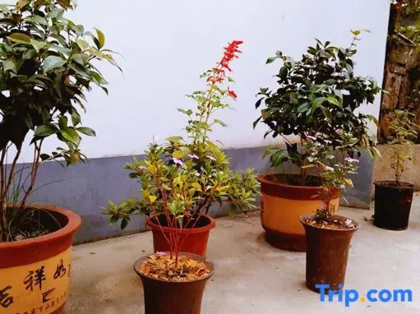 Jingxian Comfy Hotel