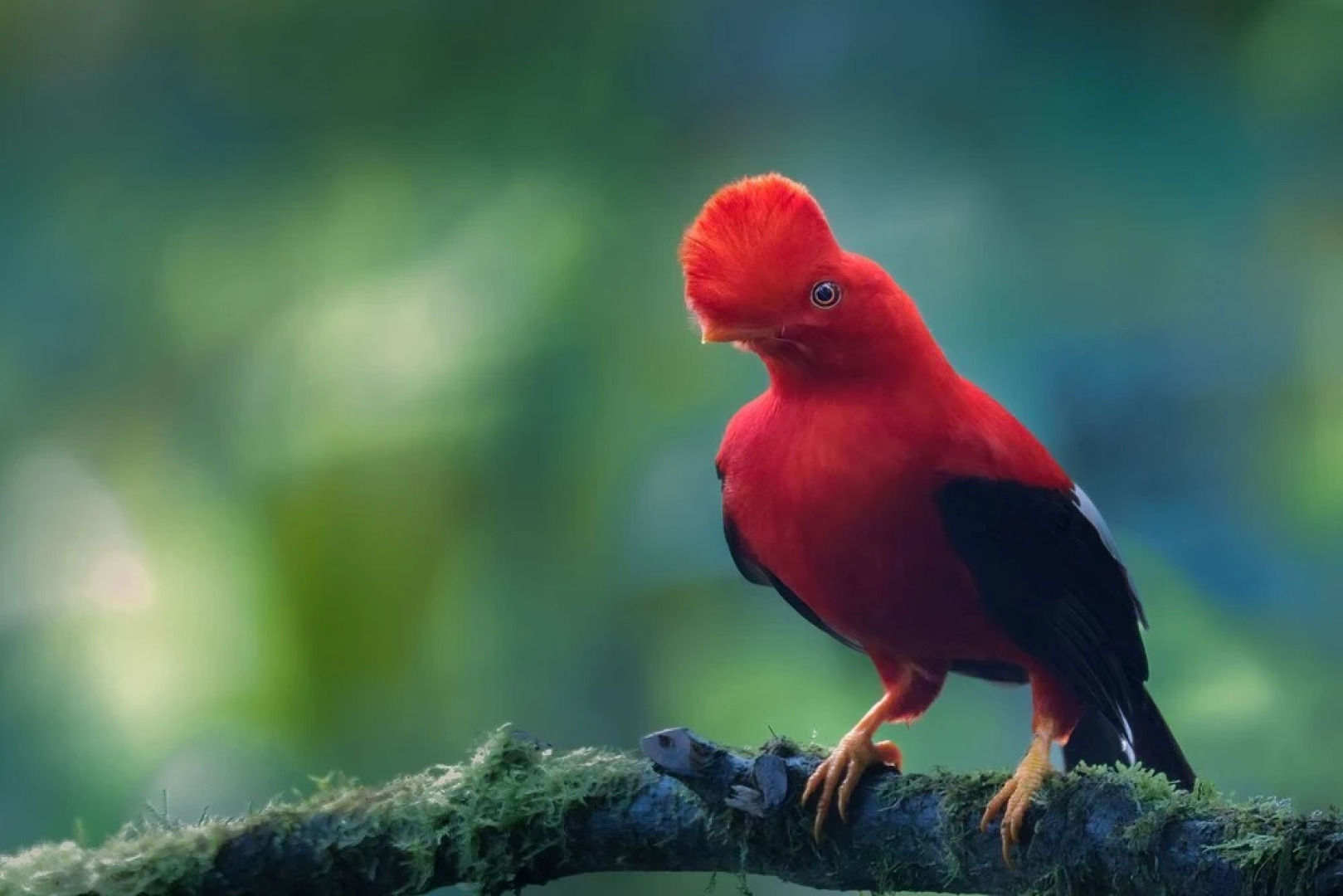 Refugio Paz de las Aves