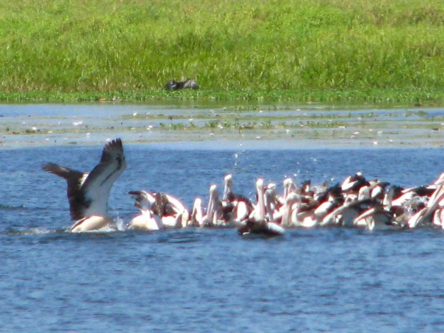 Corroboree Park Tavern