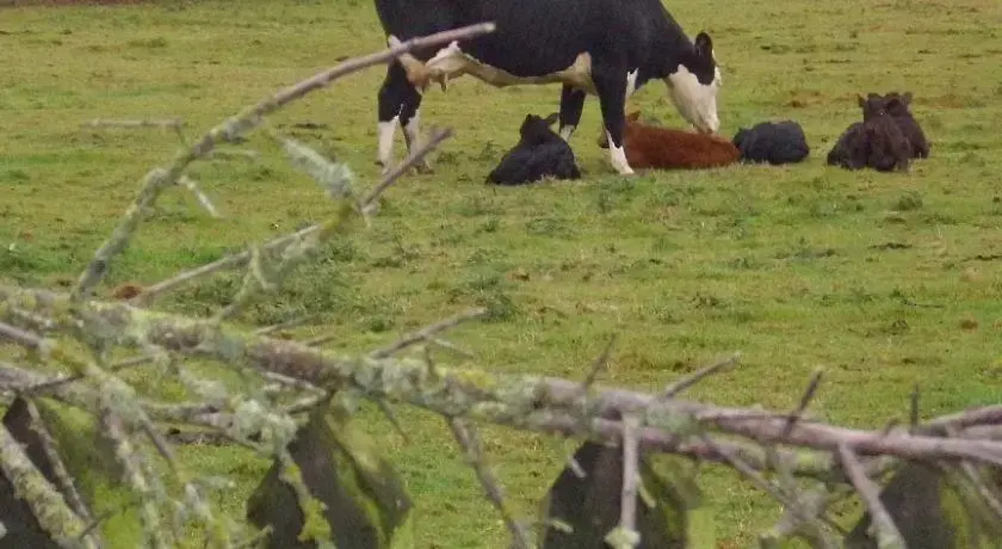 The Golden Lion Hotel