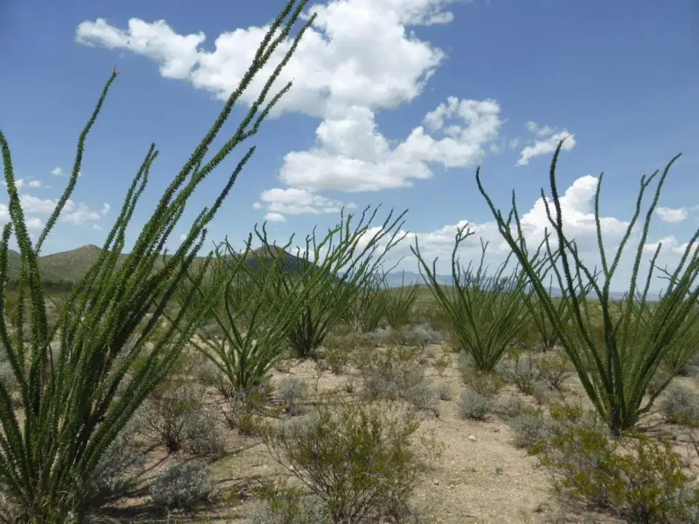 Tombstone Monument Guest Ranch