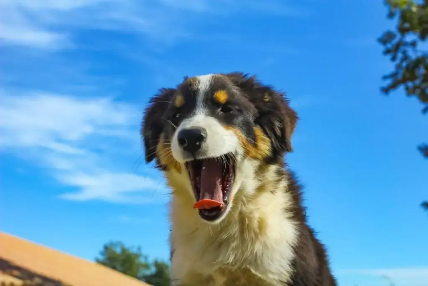 Tenuta Tedone Consolini