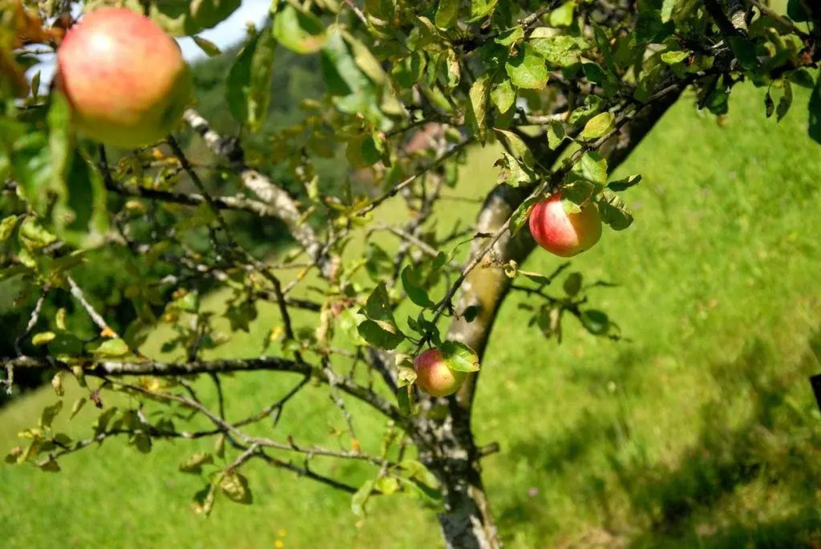 Hotel Gasthof Paunger