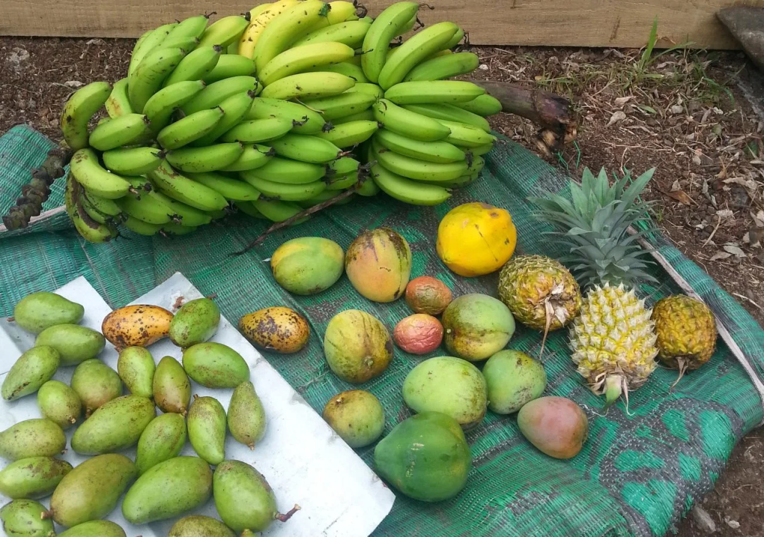 Gecko Lodge Fiji Private Hotel