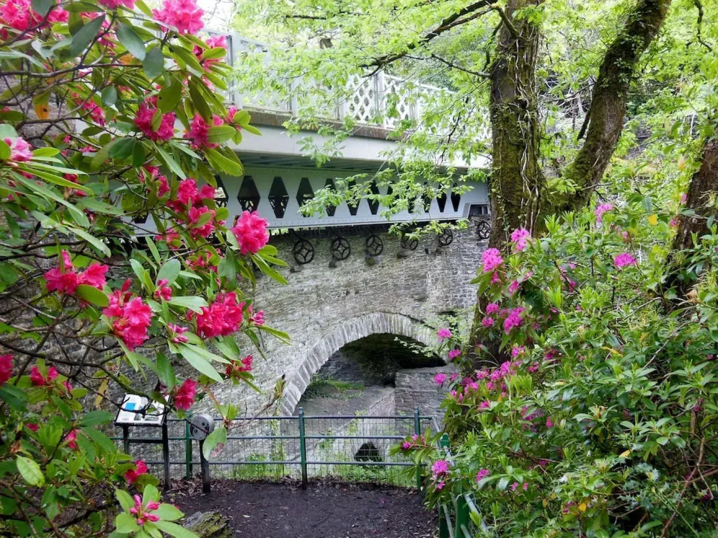 Broncoedwig Devil's Bridge