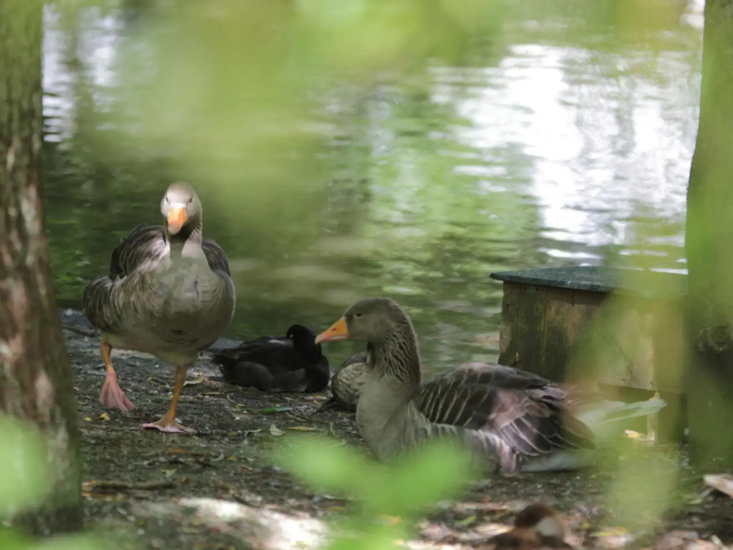 Charming Chalet with Swimming Pool in Quend