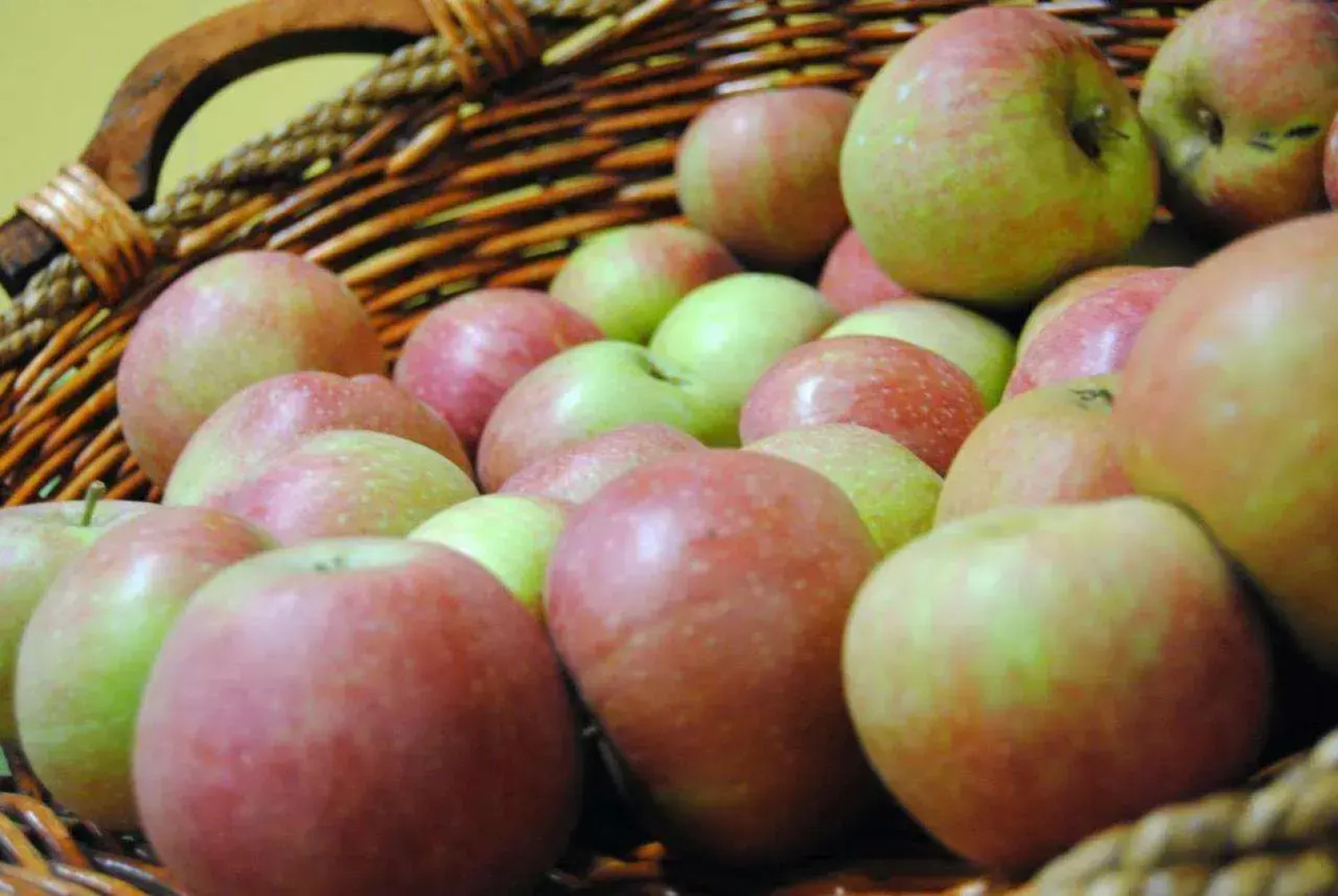 Cascina Bosco Gerolo