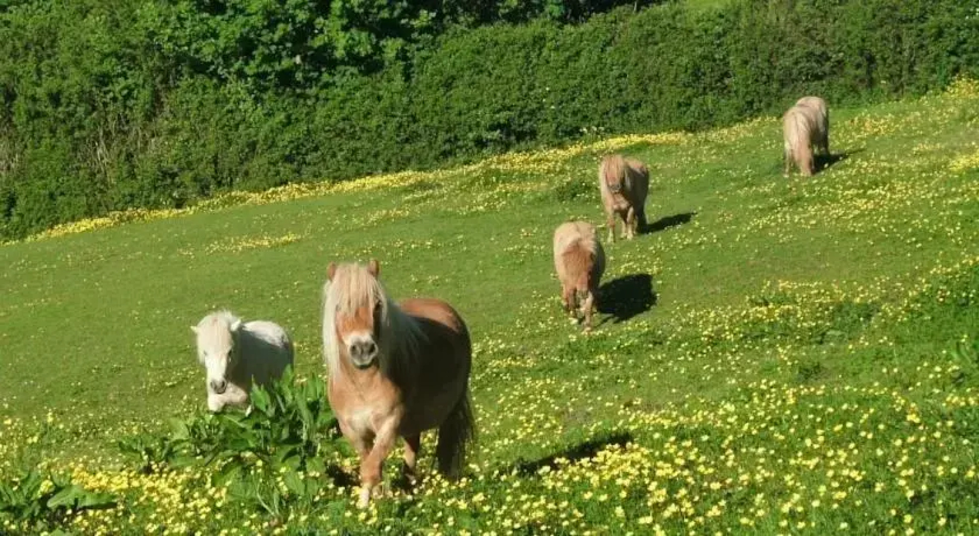 Parsonage Farm Bed & Breakfast