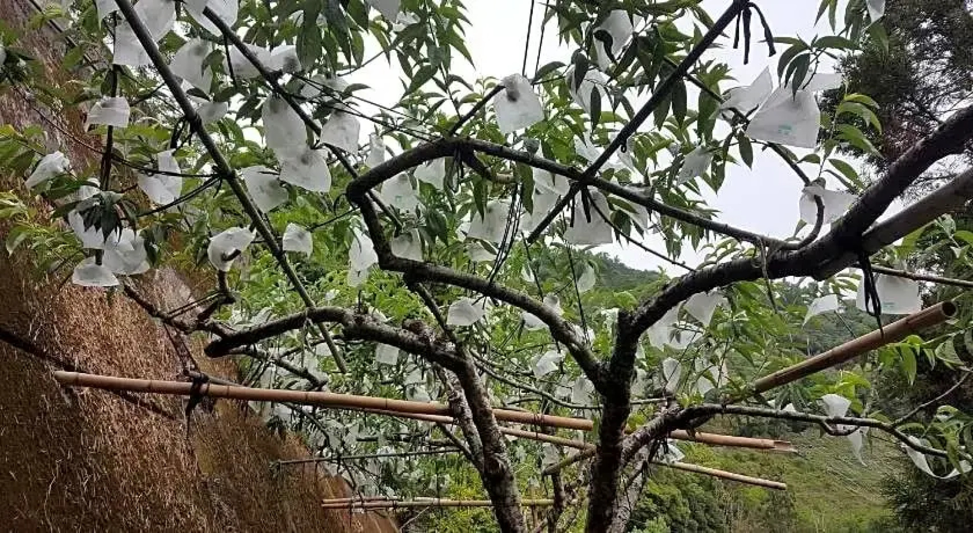 La La Shan 5.5KNong Zhuang