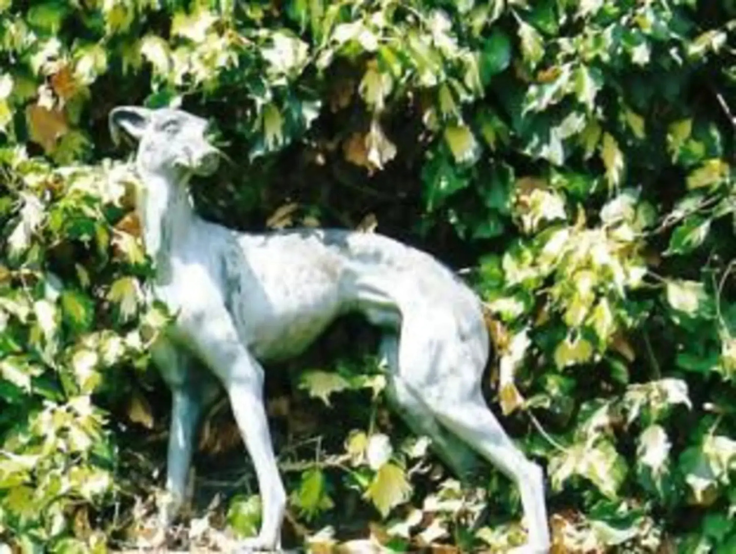 The Greyhound Coaching Inn