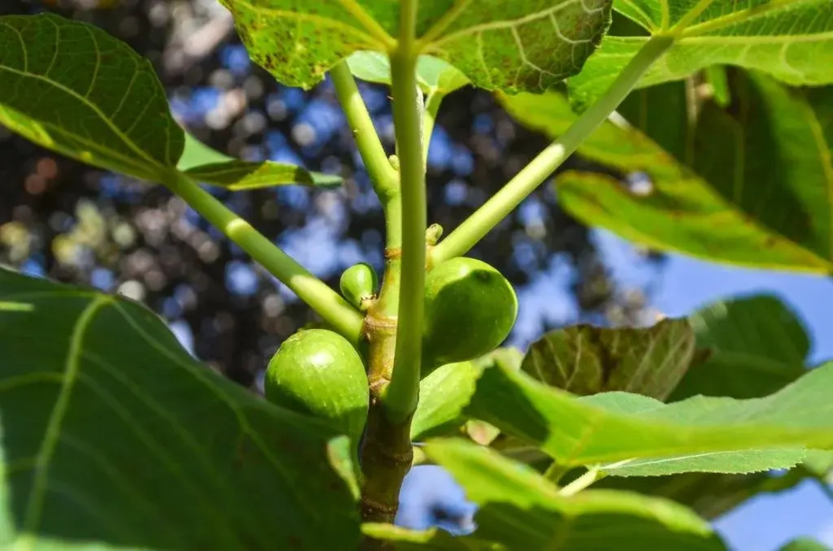 Kahuku Ahupuaa Farm and Retreat