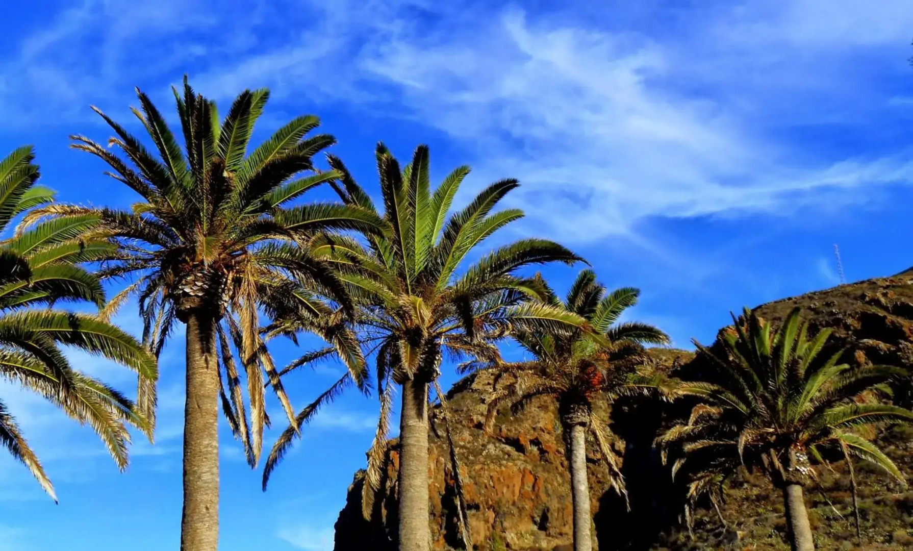 Phoenix Canariensis