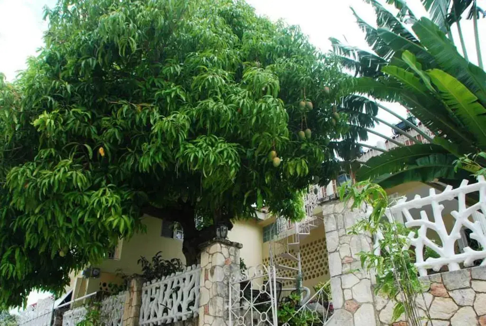 Mango Tree Peaceful Pension
