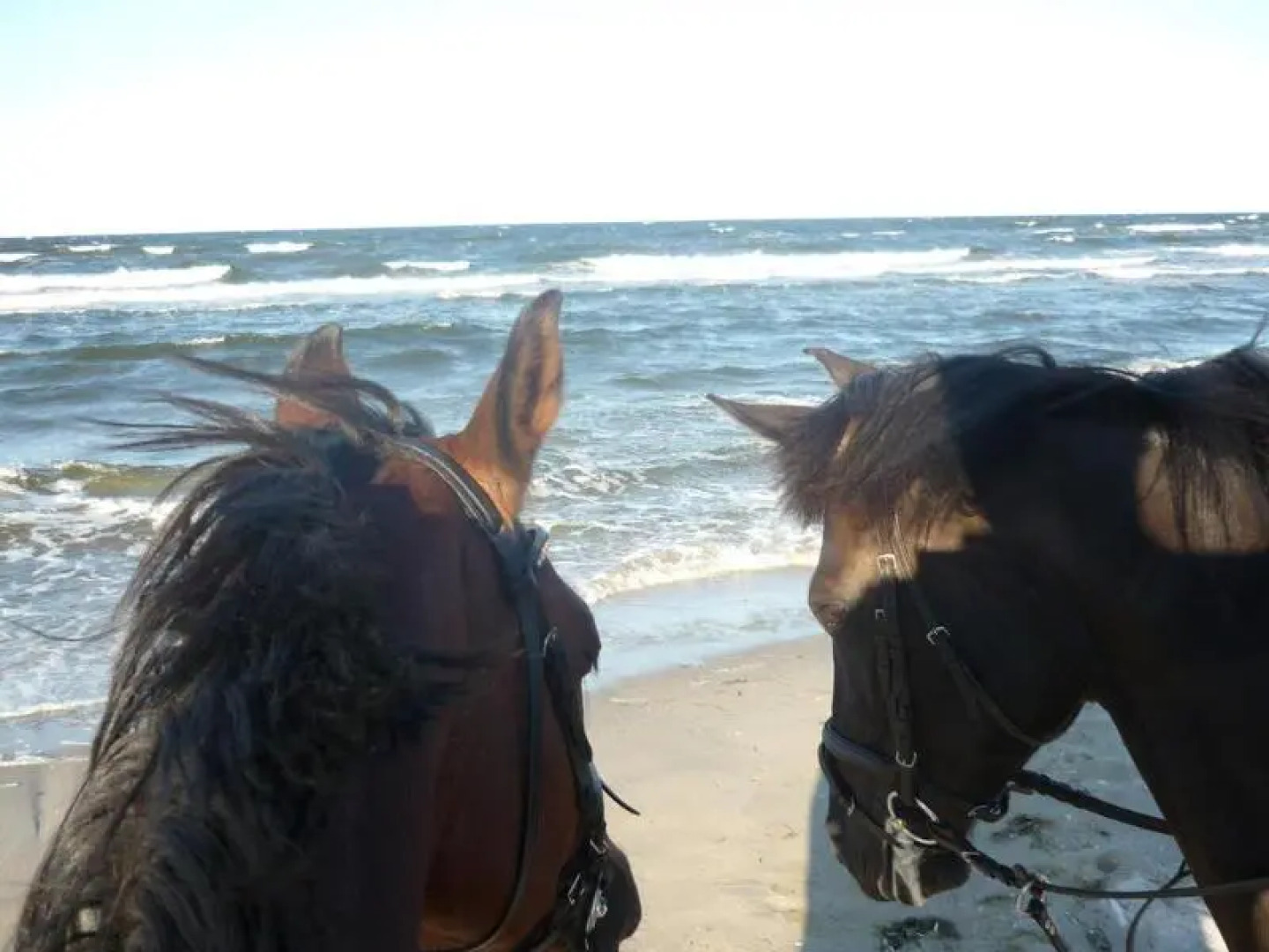 Reit- und Freizeithotel Friesenhof