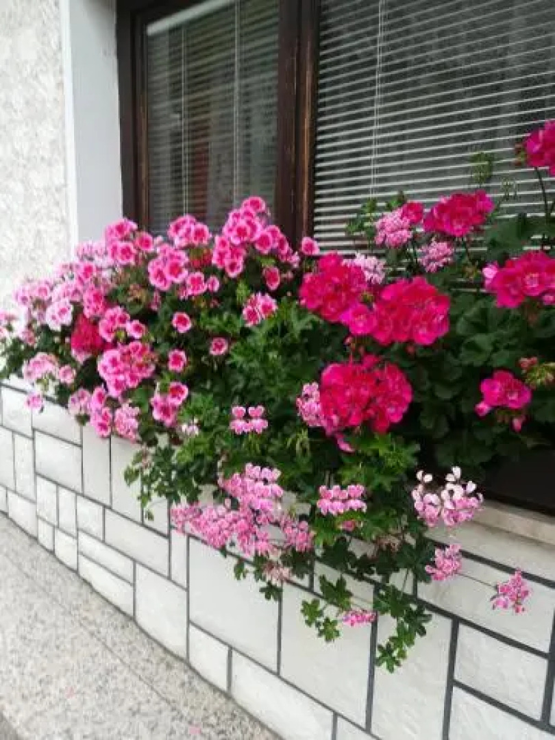 Apartments & Rooms Stanko Stare