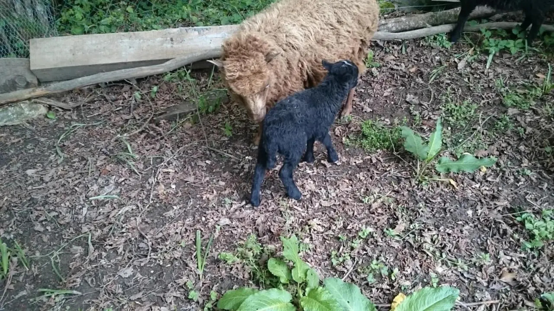 Studio chez Lili dans ferme familiale