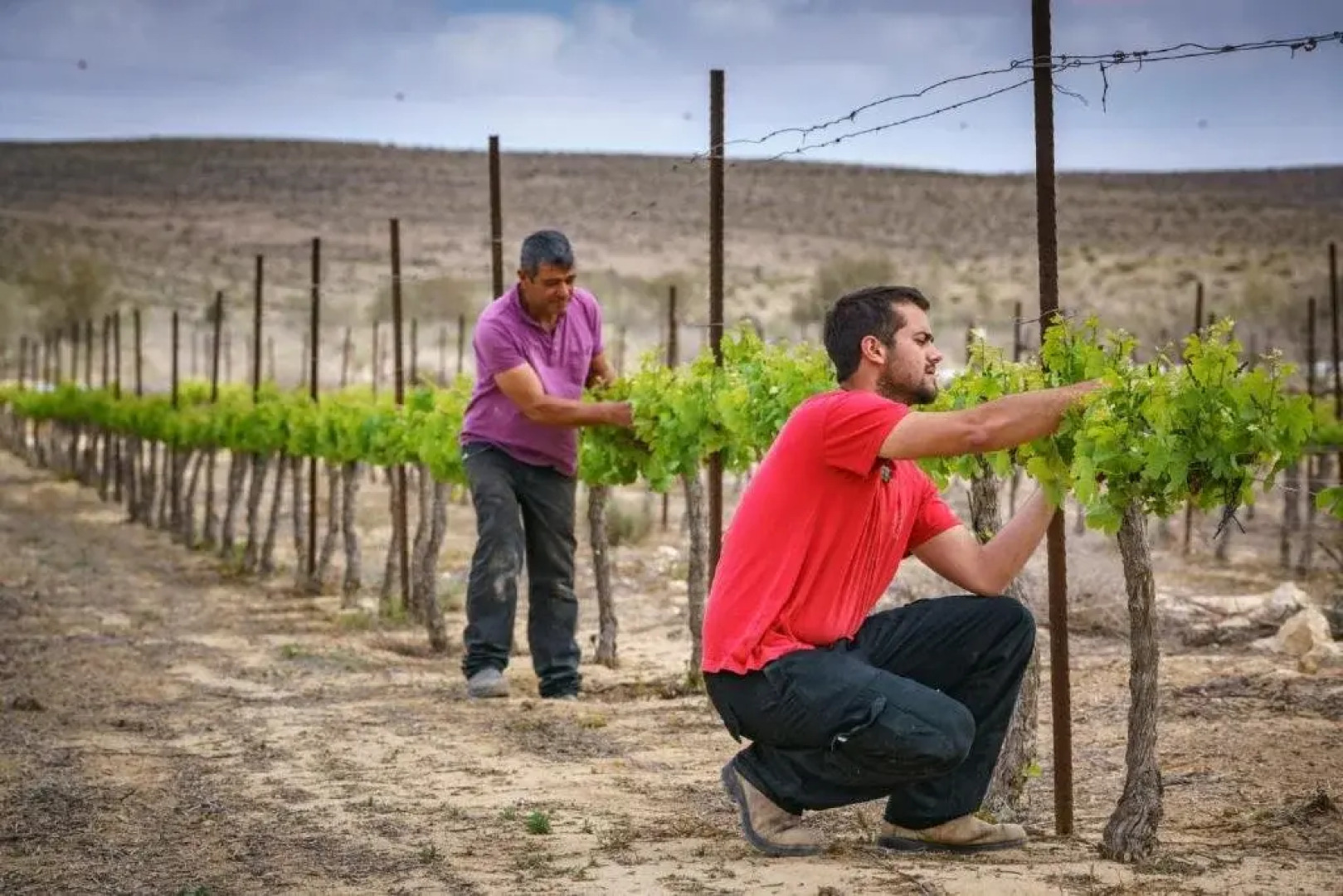 Boker Valley Vineyards Farm