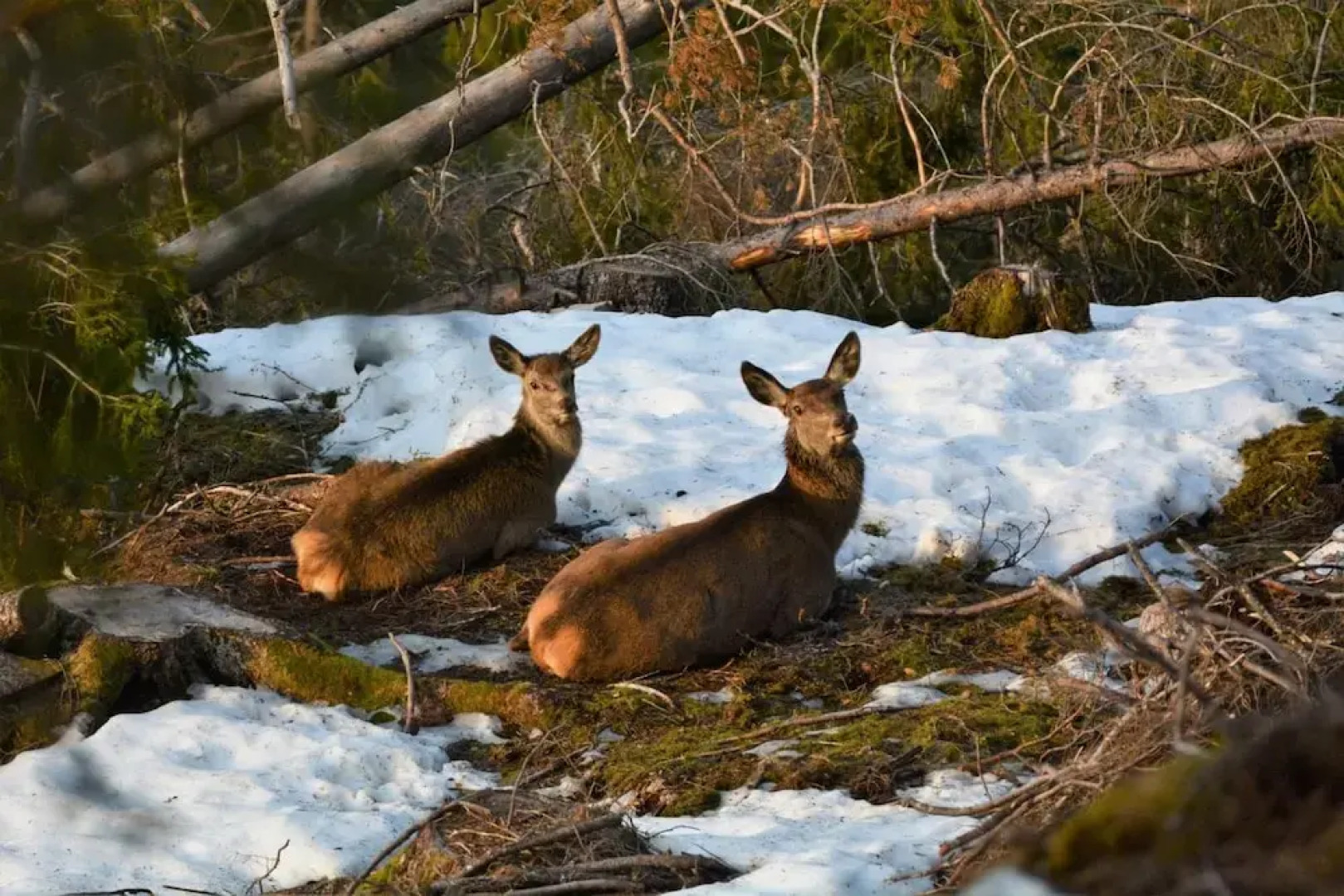 Voss fjellstove Rongastovo