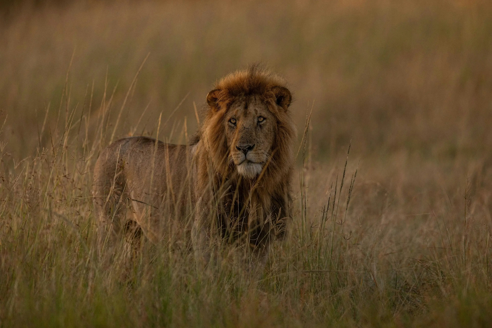 The Ritz-Carlton, Masai Mara Safari Camp
