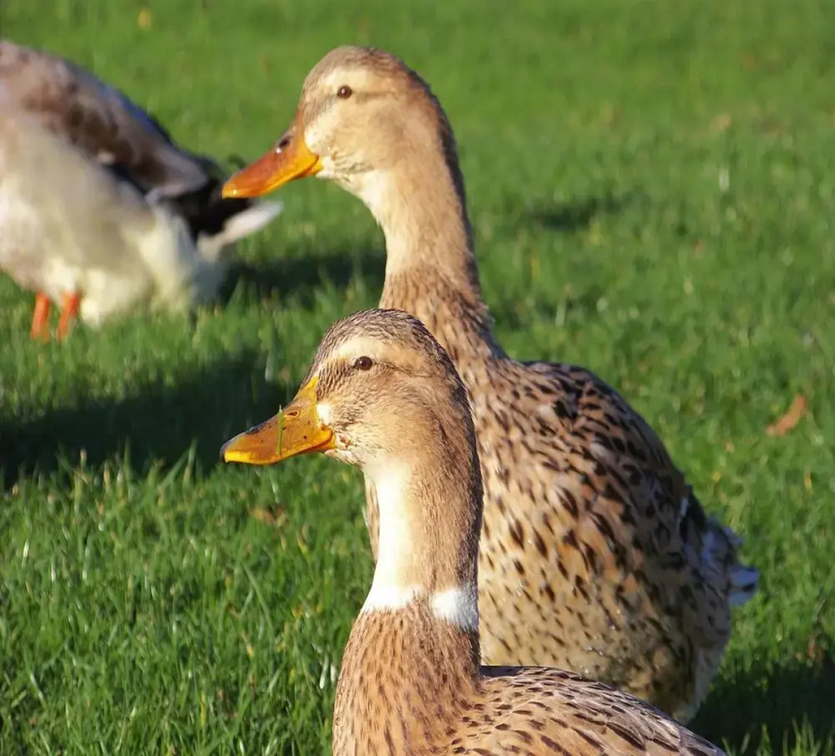 Doppelhaushaelfte, Twietfort