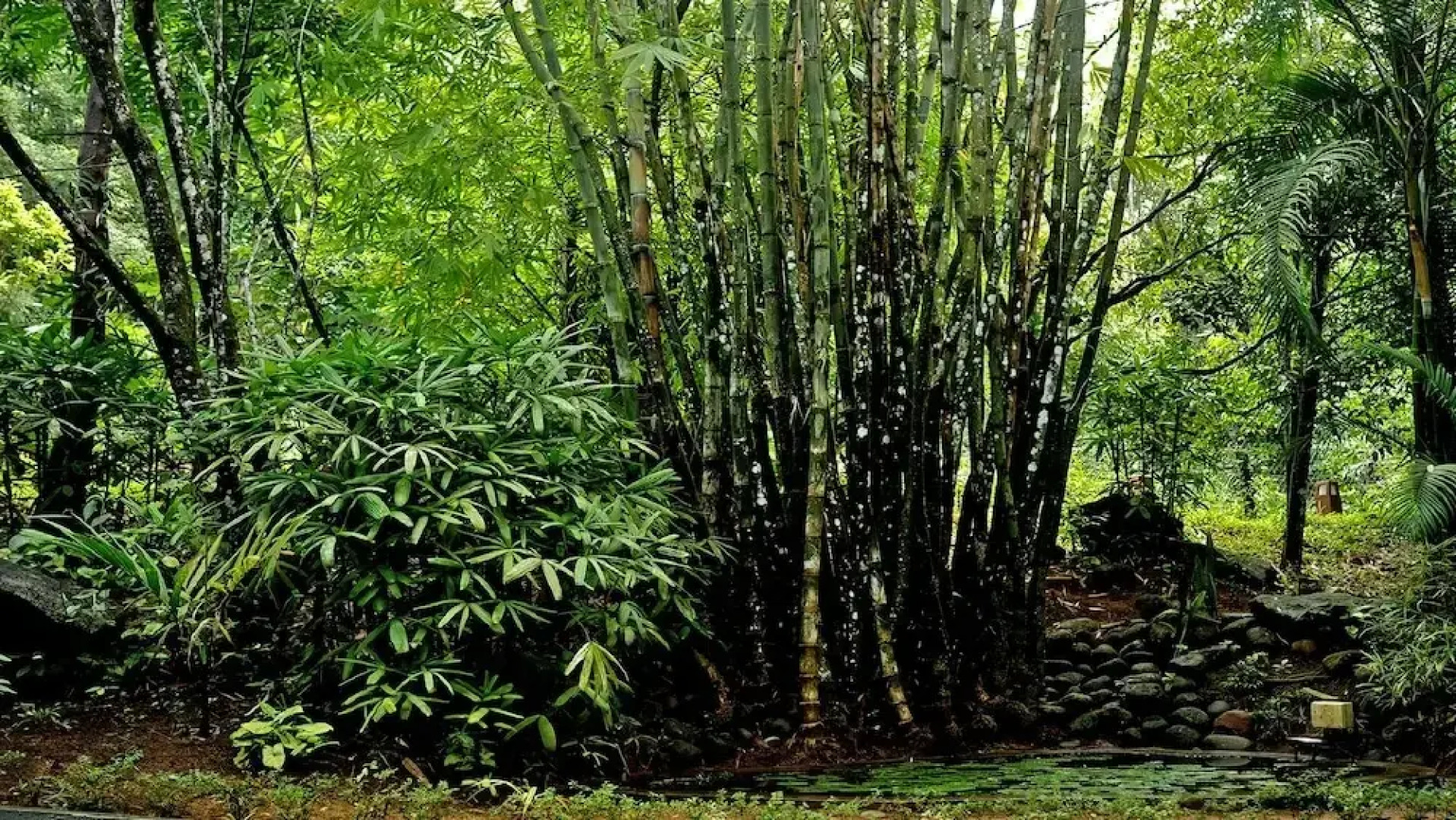 Wayanad Silverwoods Forest Resort & Spa