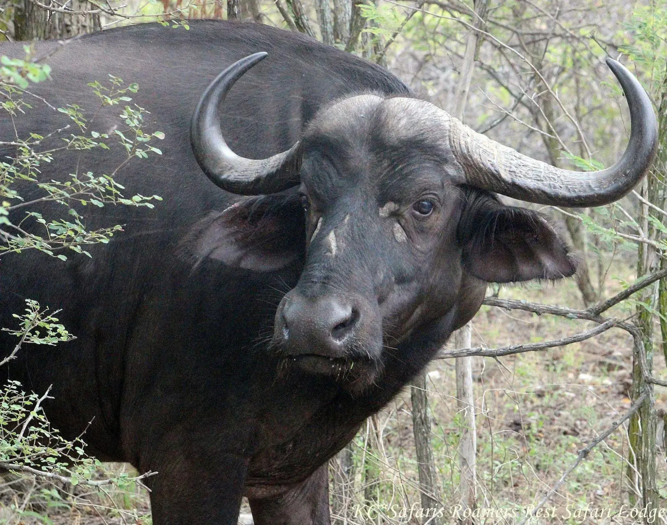 Roamers Rest Safari Lodge