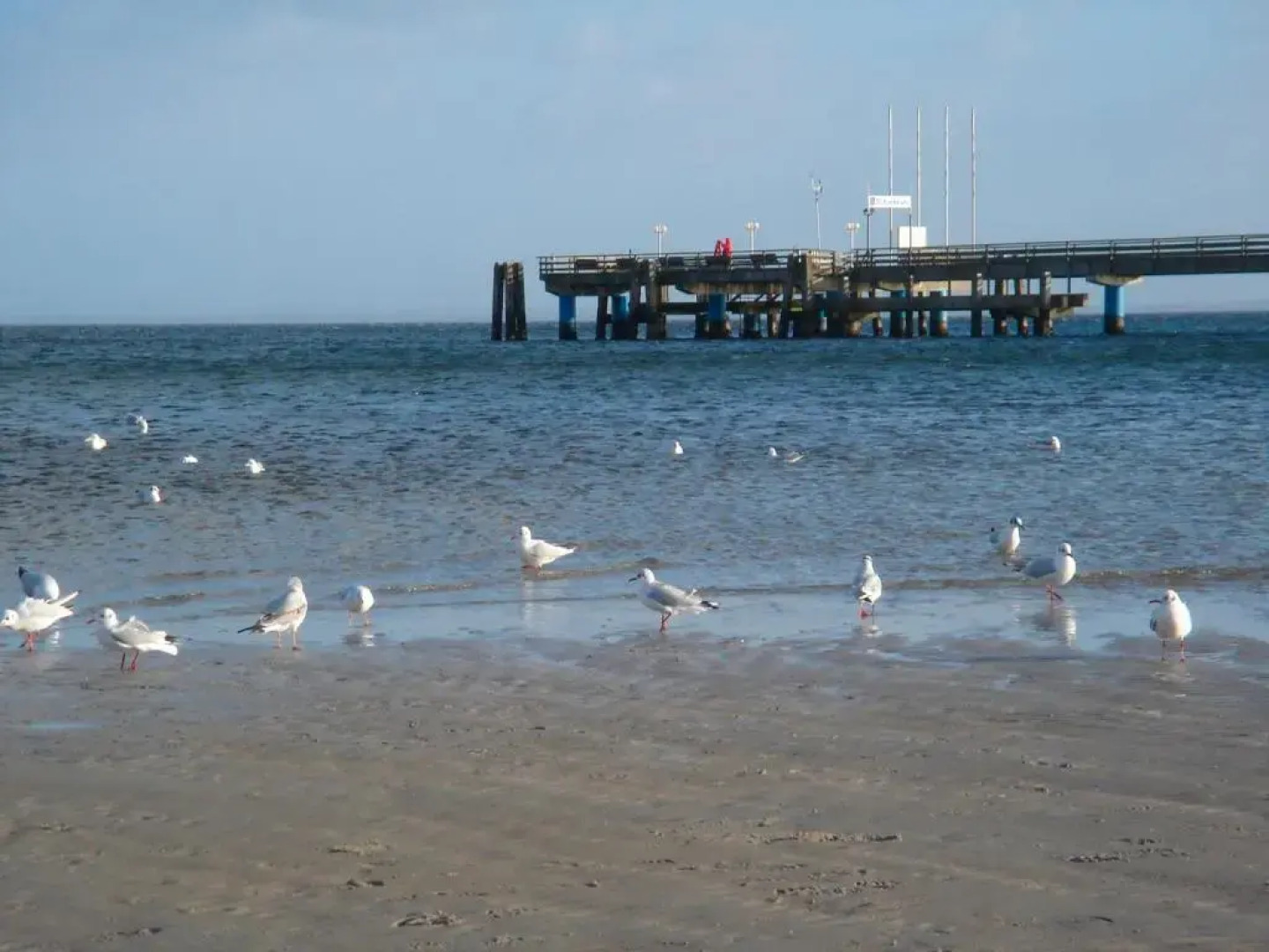 Strandläufer - [#29764]