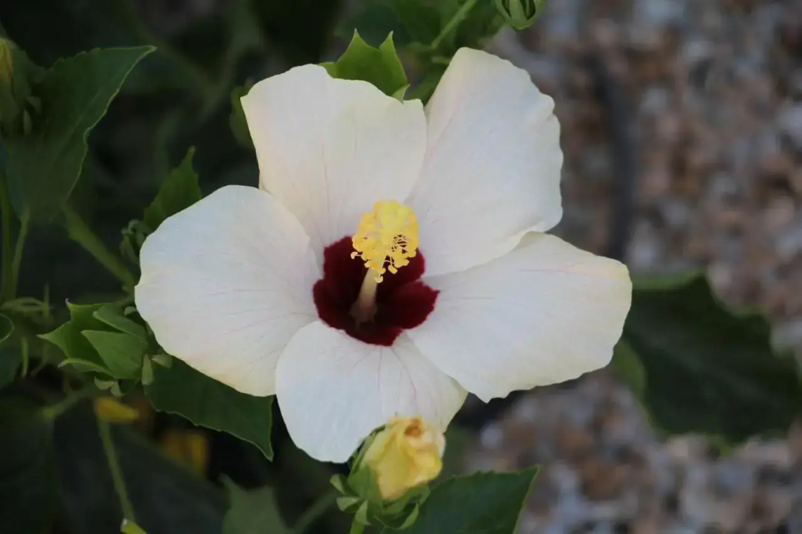Casa Veran at La Finca Golf