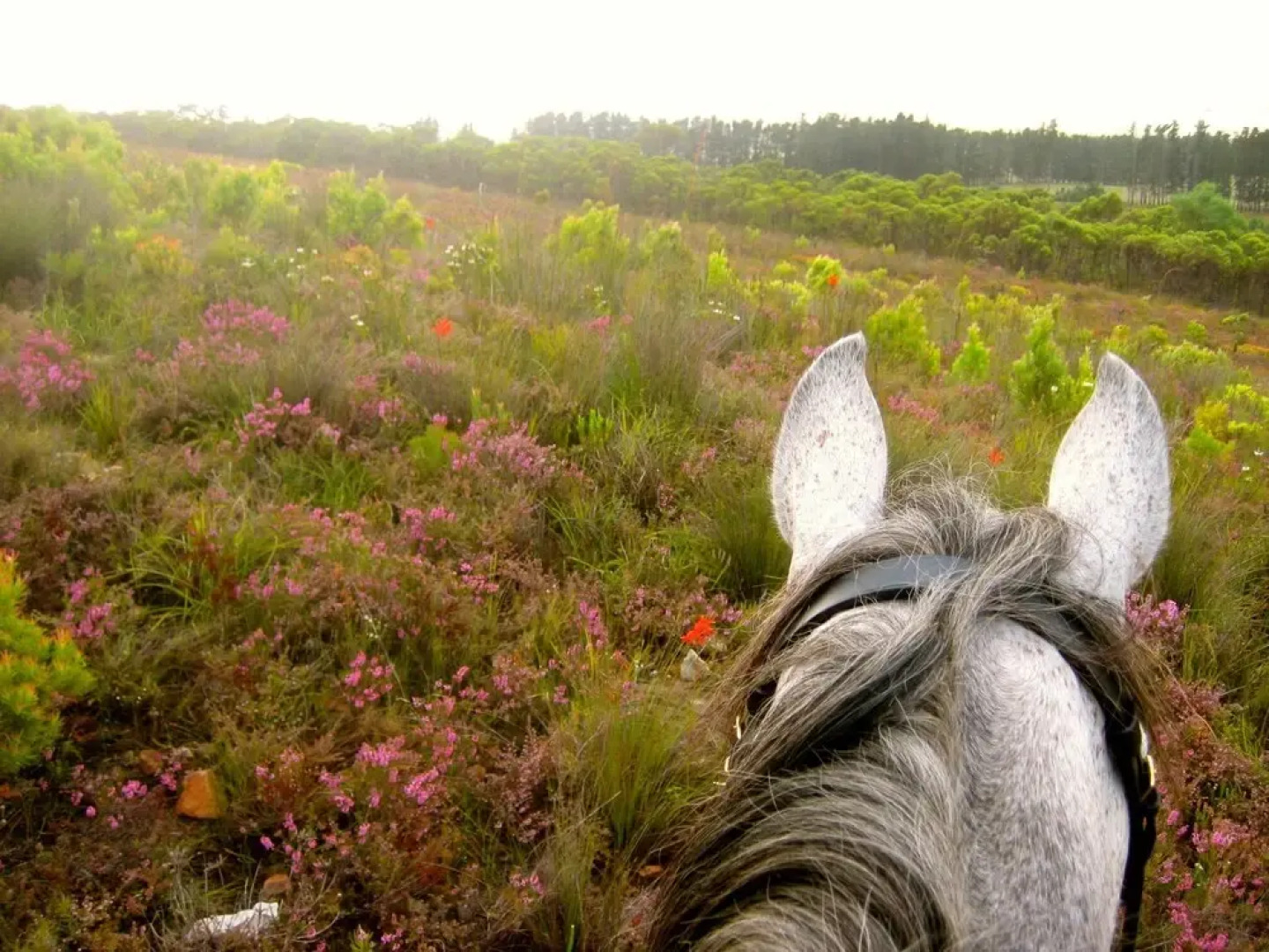 Doornbosch Guesthouse & Country Cottages