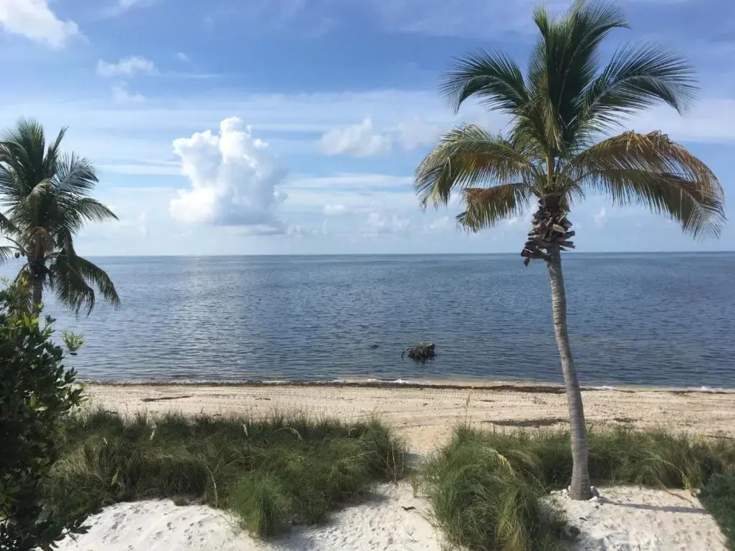 Deer Run on the Atlantic