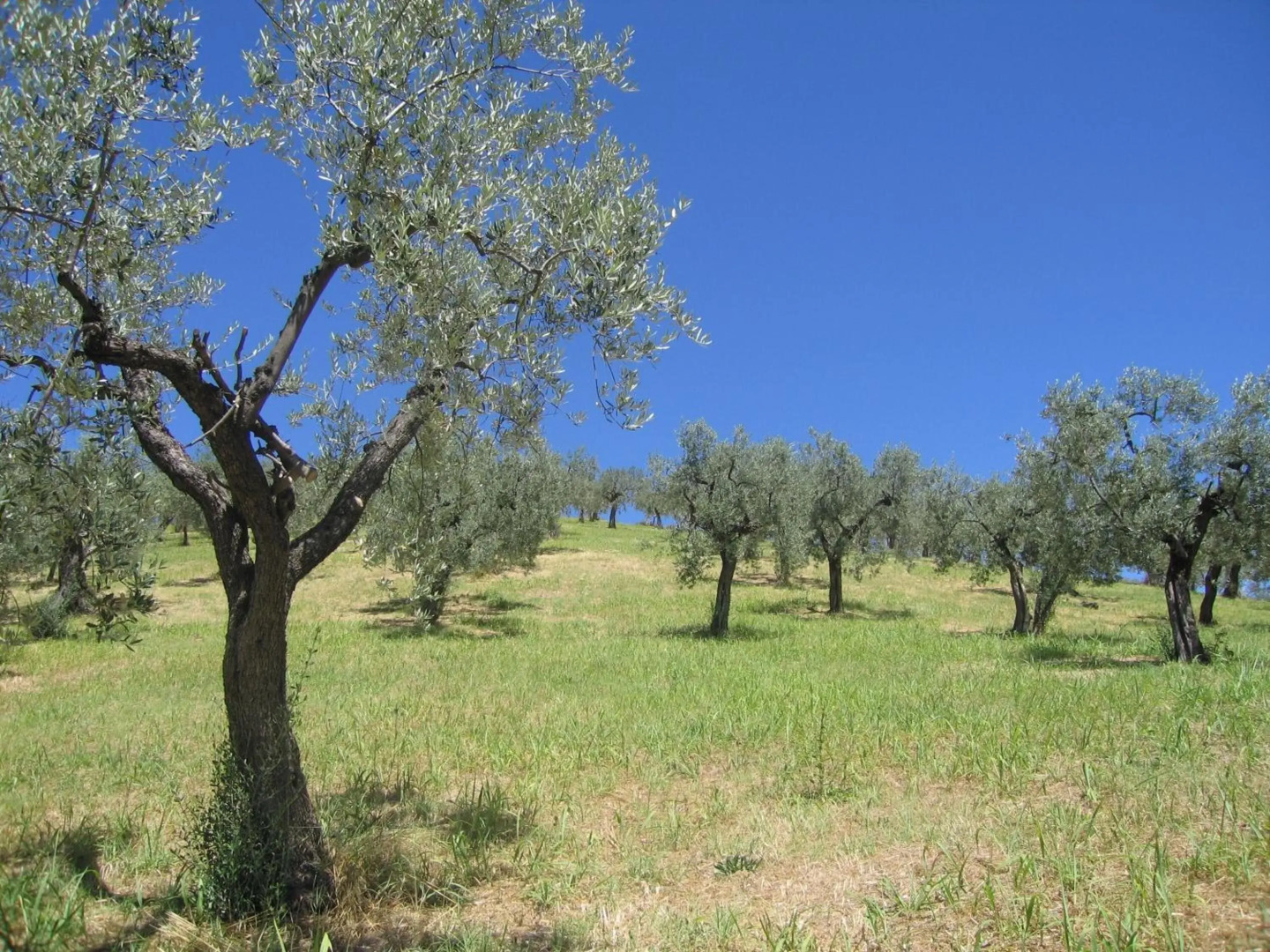 Il Sorriso Dei Monti