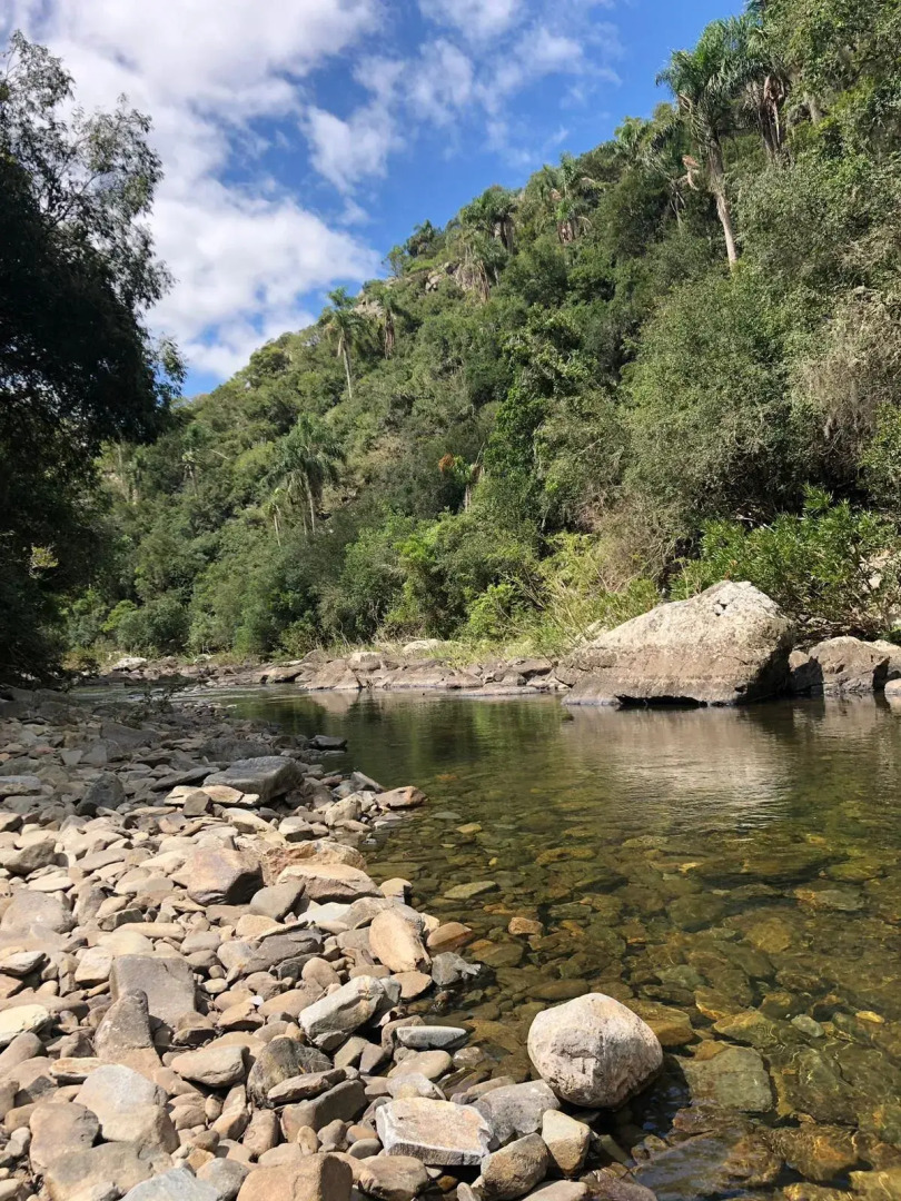 Pinos de la Quebrada