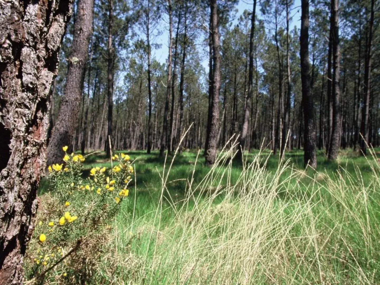 Gîte Mugron, 3 pièces, 4 personnes - FR-1-360-176