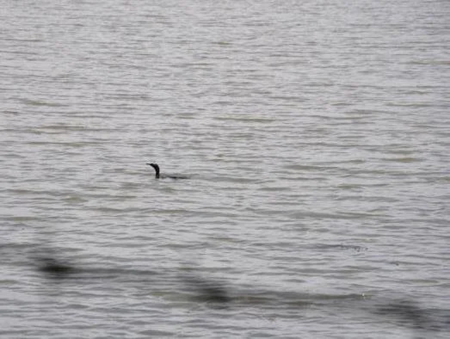 Lake Nest Bolgoda Resort