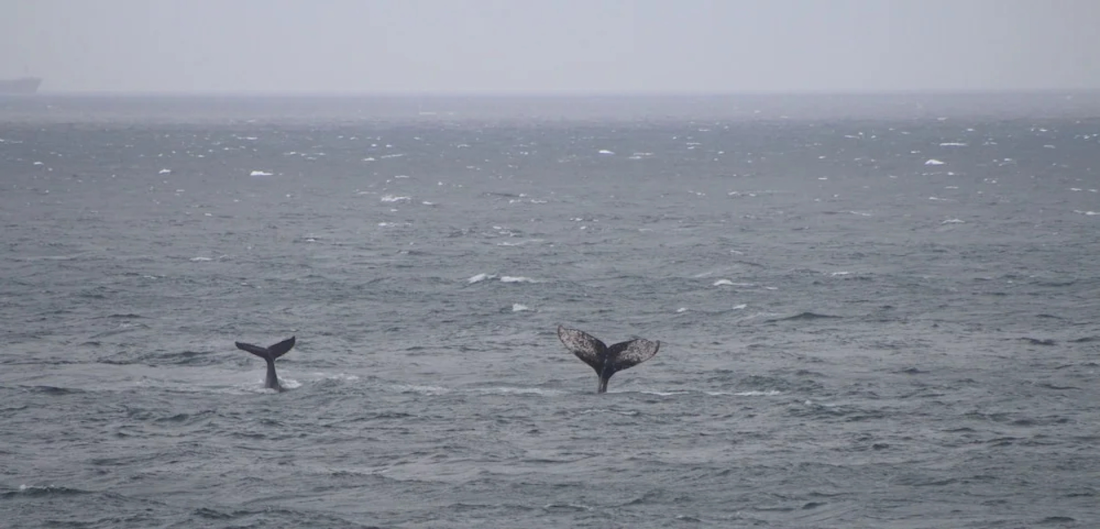 Villa La Mercy Chalet