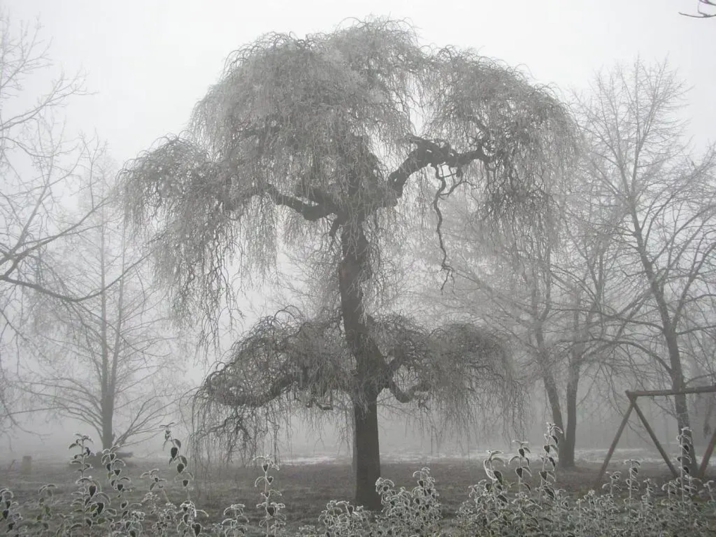 Agriturismo La Sophora