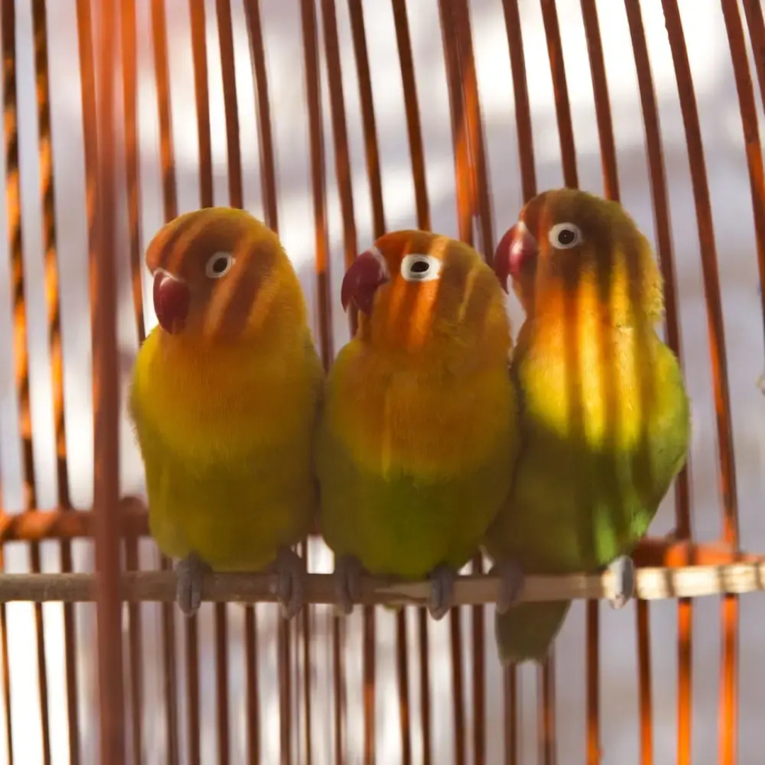 Riad Tamayourt Ocean View
