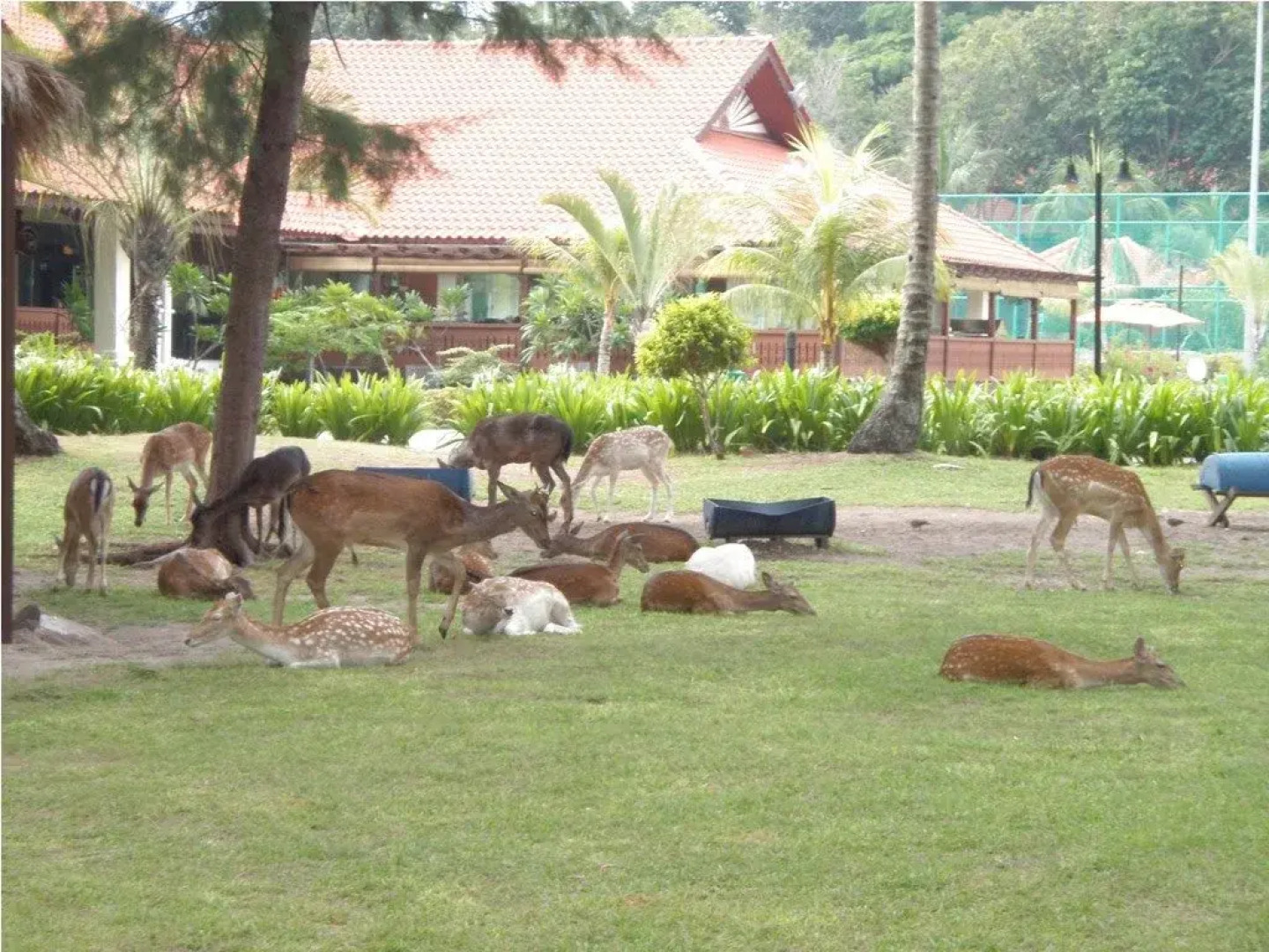 Sibu Island Resort Johor
