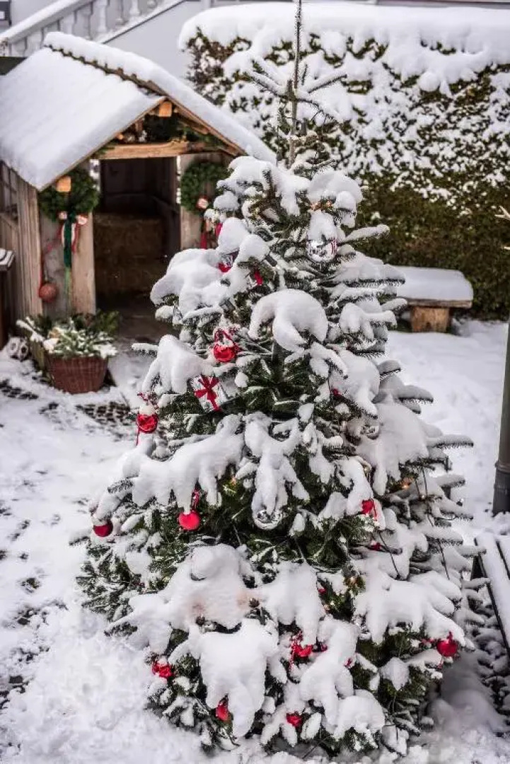 The Alpine Apartment