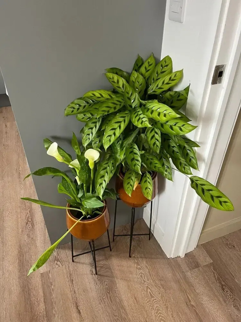 Peak Willow Apartments