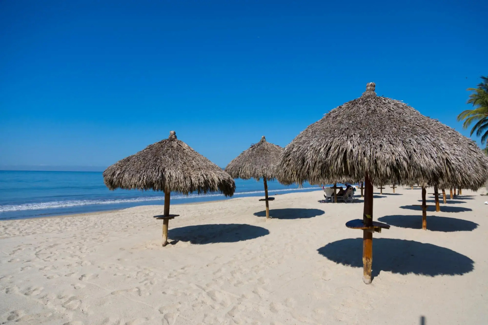 Flamingos Conchas 502