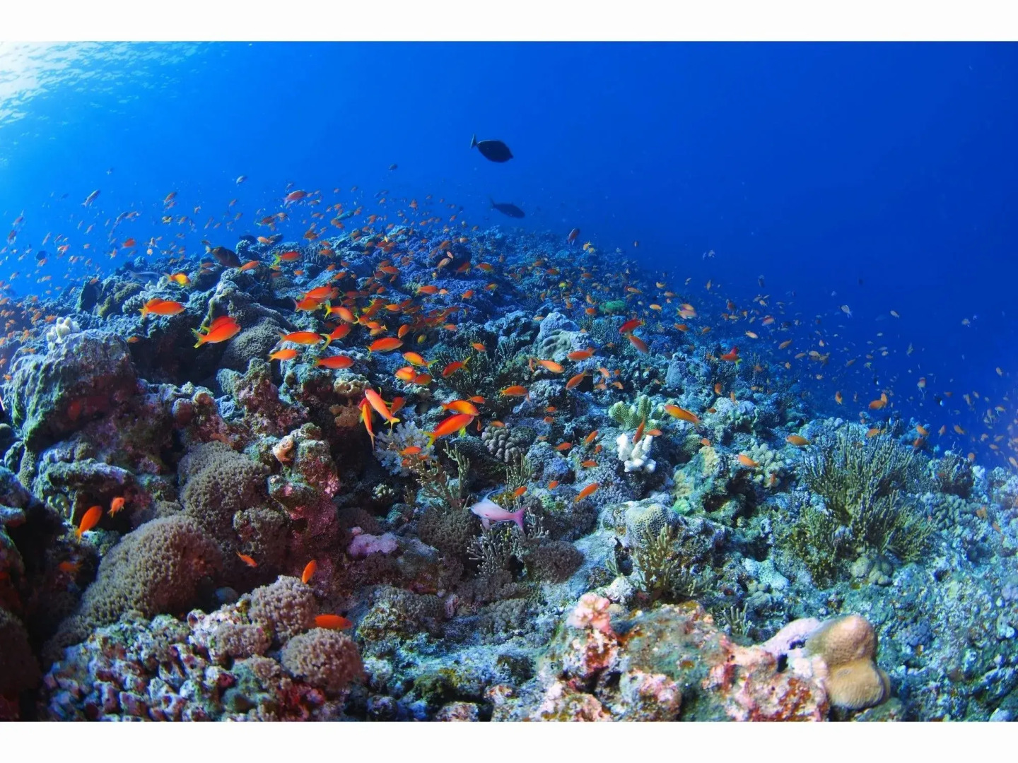 Seaside Hotel The Beach