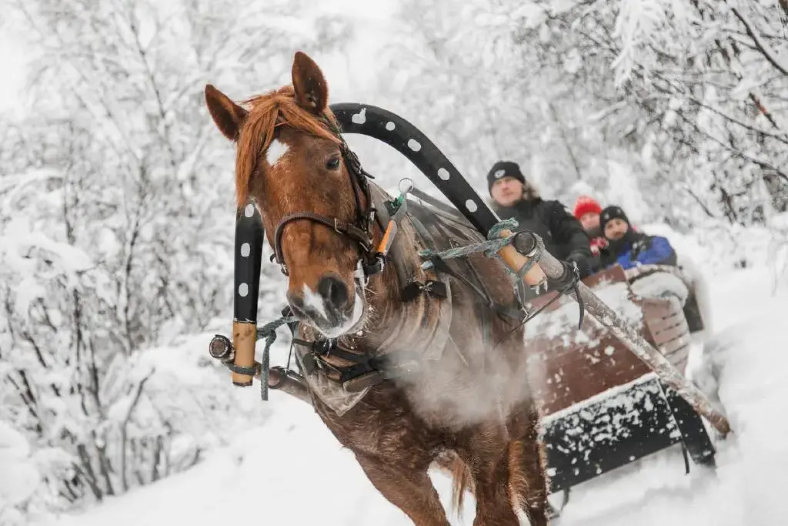 Aurora Village Ivalo