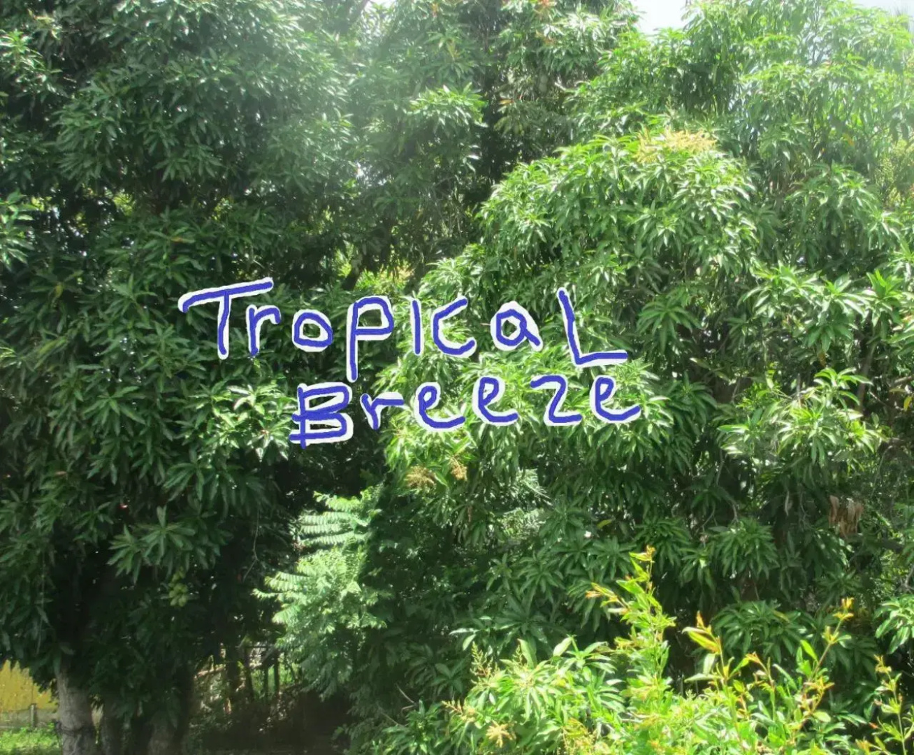 Tropical Breeze Guest House