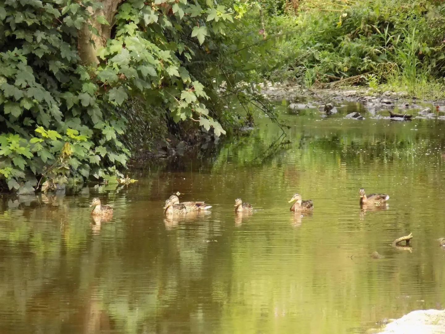 Flynns of Termonfeckin